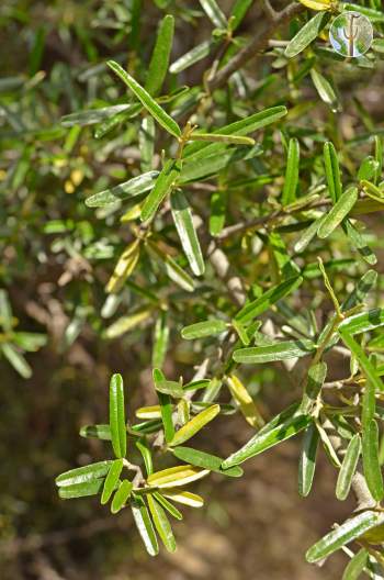 Atamisquea emarginata Leaves