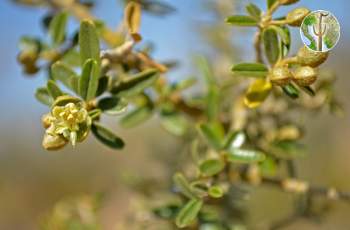 Atamisquea emarginata with flower