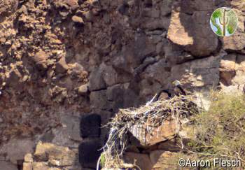 Bald eagles on nest in Sonora by the Rio Yaqui