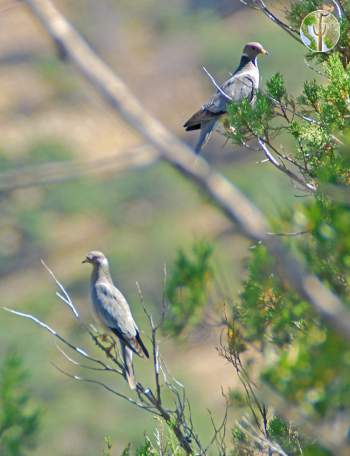 Band-tailed pigeons