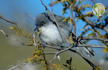 black-capped gnatcatcher