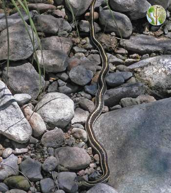 Thamnophis cyrtopsis- black-necked gartersnake