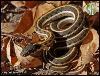 Black-necked gartersnake in ash leaves