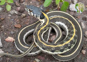 Black-necked gartersnake