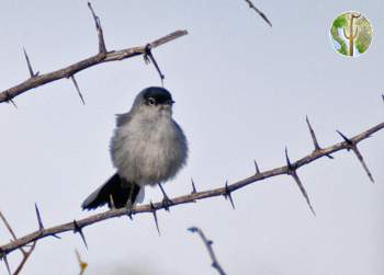 black-tailed gnatcatcher