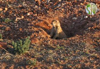 Black-tailed prairie dog