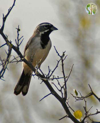 black-throated sparrow