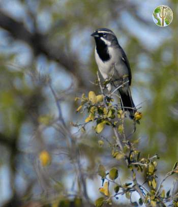 black-throated sparrow