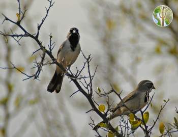 Pair of black-throated sparrows on Celtis pallida