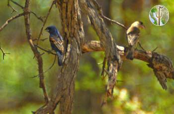 Blue grosbeak male and female