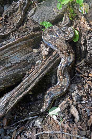 Boa sigma in the Sierra Juriquipa