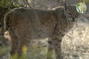 Sonora Desert bobcat