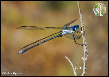 Bright blue damselfly in the Catalina Mountains