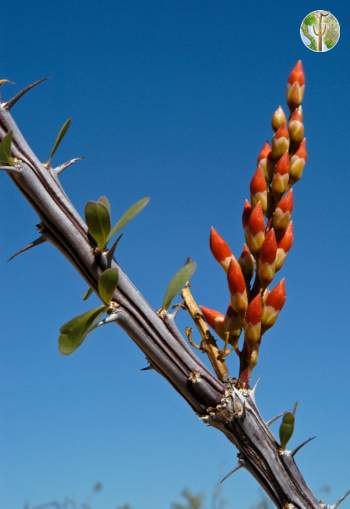 Photo: Ocotillo flowers about to bloom