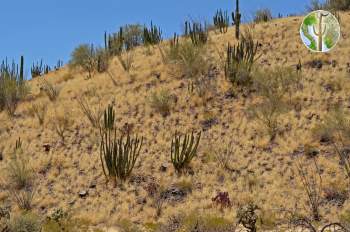 Buffelgrass-invaded hillside