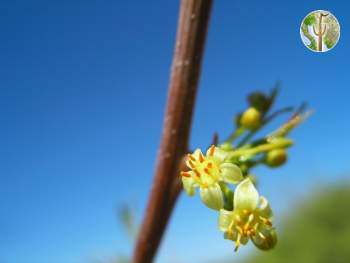 Bursera fagaroides flower close-up