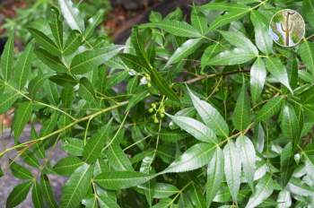 Bursera lancifolia