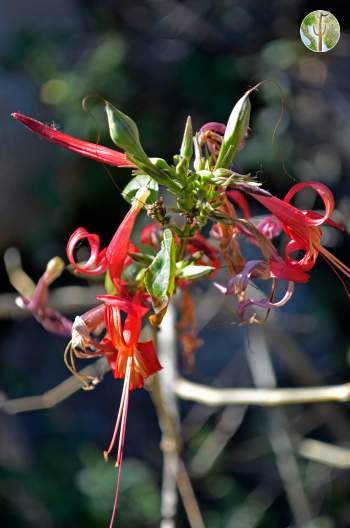 Anisacanthus andersonii flowers