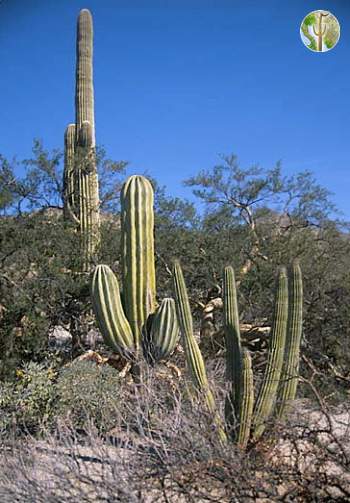 Organ Pipe, Saguaro, and Cardon