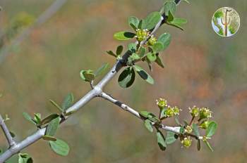 Ceanothus greggii, desert ceanothus