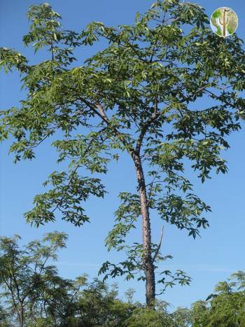 Ceiba acuminata