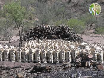 Charcoal operation - cutting and partial burning of mesquite, Sonora