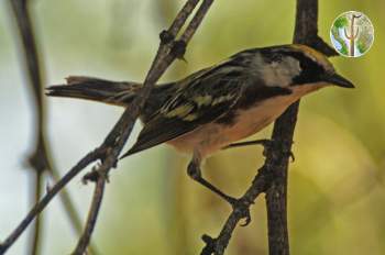 Chestnut-sided warbler