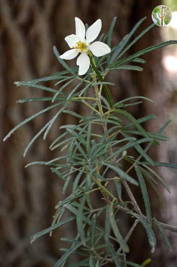 Choisya dumosa