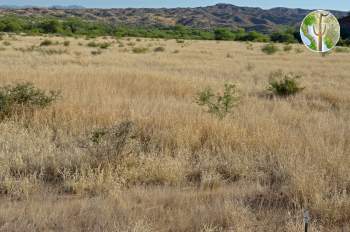 Buffel-grass converted desert