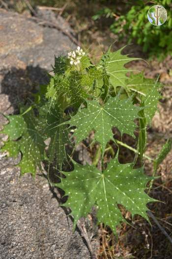 Cnidoscolus angustidens