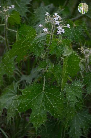 Cnidoscolus angustidens in flower