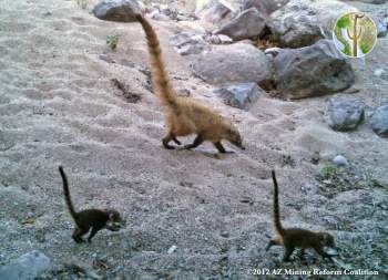 Coati Babies