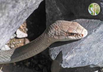 Coluber mentovarius, Neotropical Whipsnake