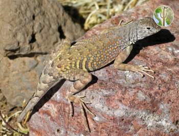 Cophosaurus texanus - Greater Earless Lizard