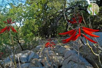 Coral bean flowers