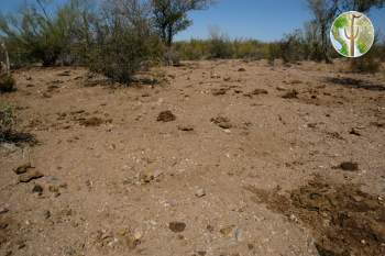 Overgrazed Sonoran Desert