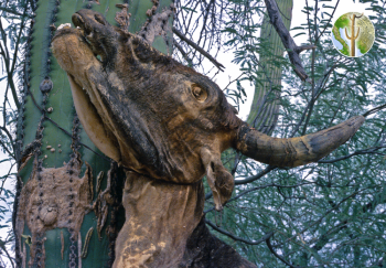 Cow strung up on saguaro