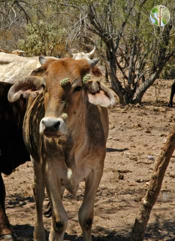 Cow with cholla on its face