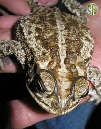 Ollotis mazatlanensis, Mazatlan toad