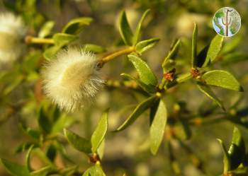 Larrea tridentata fruit and leaf close-up