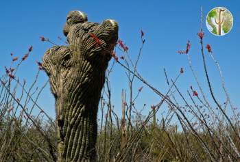 Crested Saguaro amongst blooming ocotillos