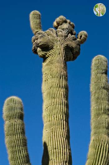 Crested Saguaro