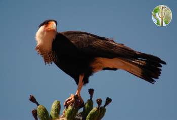 Crested caracara on saguaro