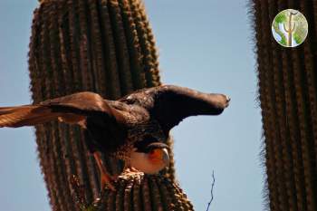 Crested caracara on saguaro