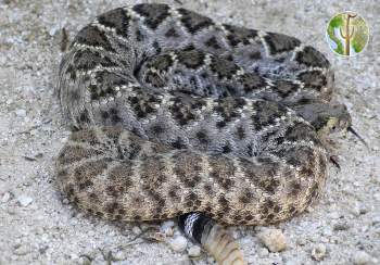 Crotalus atrox, western diamondback rattlesnake