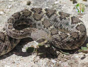 Crotalus atrox, western diamondback rattlesnake