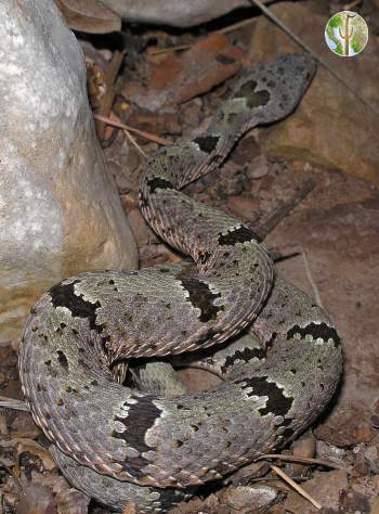 Crotalus lepidus, rock rattlesnake