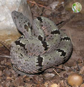 Crotalus lepidus - rock rattlesnake