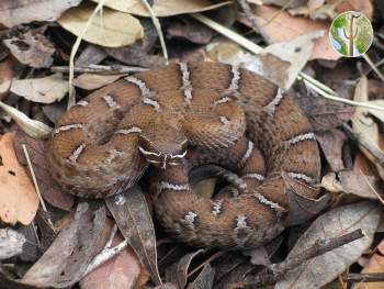 Crotalus willardi willardi