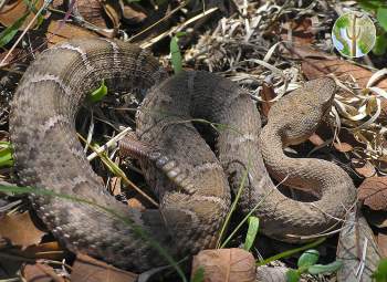 Crotalus willardi silus